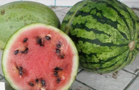 Native Cultivars Image